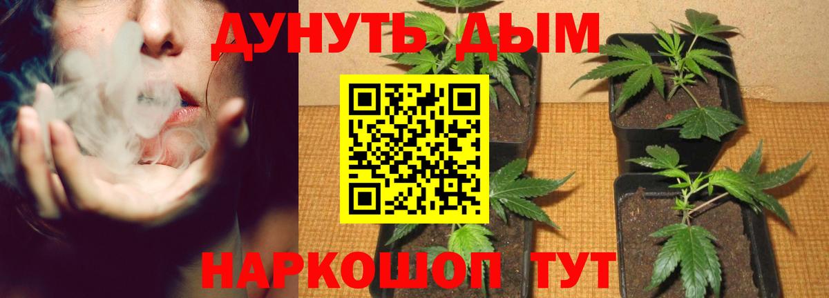 Канабис Bruce Banner  Вход с VPN  Шишки марихуана план  Марихуана марихуана  Бошки Шишки THC 21%  Кисловодск 